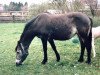 broodmare Brucherhof Pilar (Connemara Pony, 1991, from Power Boy)