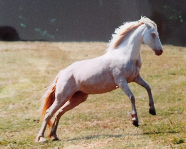 Zuchtstute Brucherhof Ronya (Connemara-Pony, 1989, von Rony)