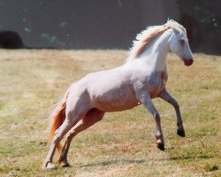 Pferd Brucherhof Ronya (Connemara-Pony, 1989, von Rony)