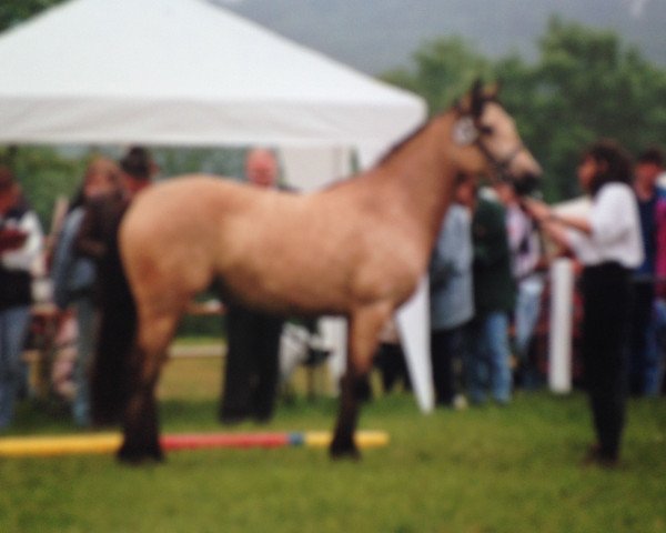 Zuchtstute Brucherhof Pyra Dun (Connemara-Pony, 1991, von Power Boy)