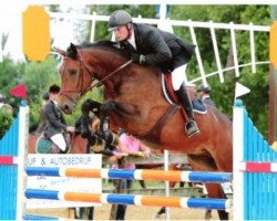 jumper Felicio Vh Elkenhof (Belgian Warmblood, 2005, from Feliciano)