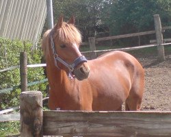 dressage horse Dubblebee (German Riding Pony, 2006, from HET Golden Dream)