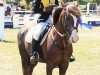 stallion Ridderslag Gerhard (New Forest Pony, 1991, from Beyerlodge Diamond M)