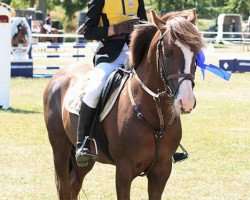 Deckhengst Ridderslag Gerhard (New-Forest-Pony, 1991, von Beyerlodge Diamond M)