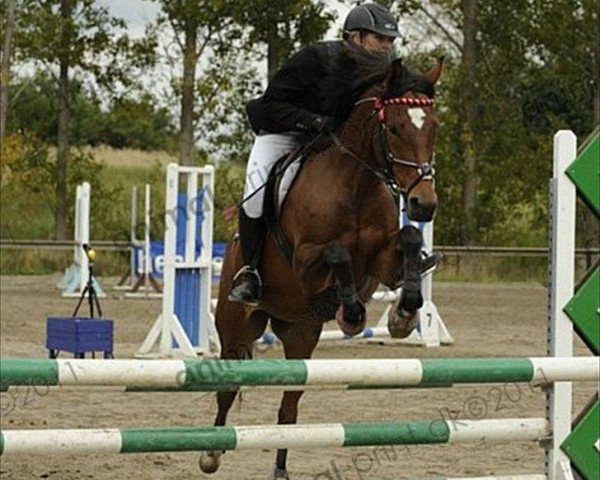 broodmare Firfod Zuper Picnic (German Riding Pony, 2002, from Bakkegaards Pinpoint)