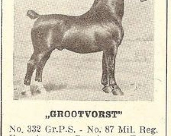 stallion Grootvorst (Oldenburg, 1928, from Gruson 2763)