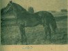 stallion Laso (Latvian Warmblood, 1957, from Ferguts Longers)