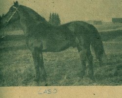 Deckhengst Laso (Lettisches Warmblut, 1957, von Ferguts Longers)