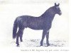 stallion Smuidris (Latvian Warmblood, 1974, from Ulvis)