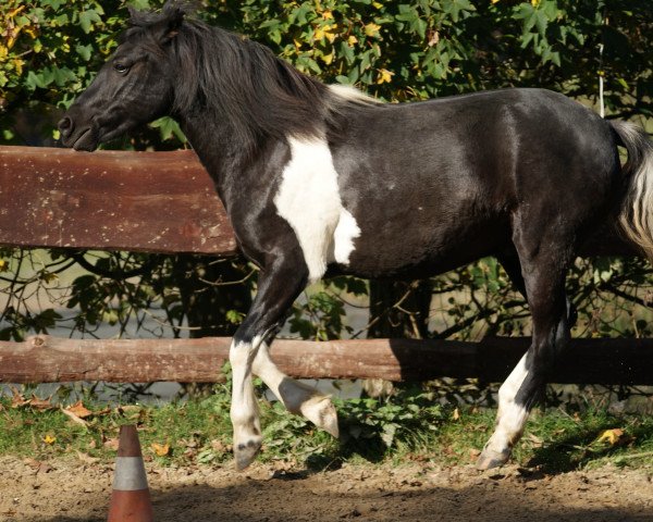 Pferd Liam (Lewitzer, 2009)