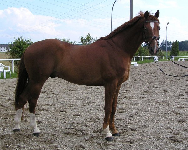 Pferd Monty 121 (Hannoveraner, 1996, von Mont du Cantal AA)