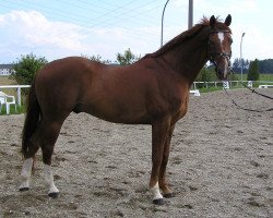 horse Monty 121 (Hanoverian, 1996, from Mont du Cantal AA)