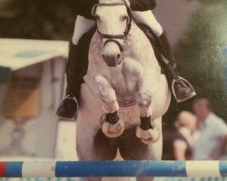 broodmare Delane W (German Riding Pony, 2001, from Diamond Boy)