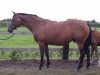 broodmare Vaquita Van Overis (Belgian Warmblood, 1998, from Rubinstein I)