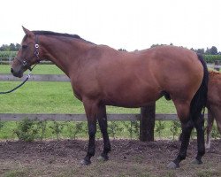 broodmare Vaquita Van Overis (Belgian Warmblood, 1998, from Rubinstein I)