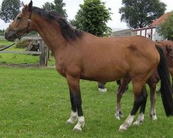 Zuchtstute Udabanti van Het Keizershof (Belgisches Warmblut, 1997, von Lys de Darmen)