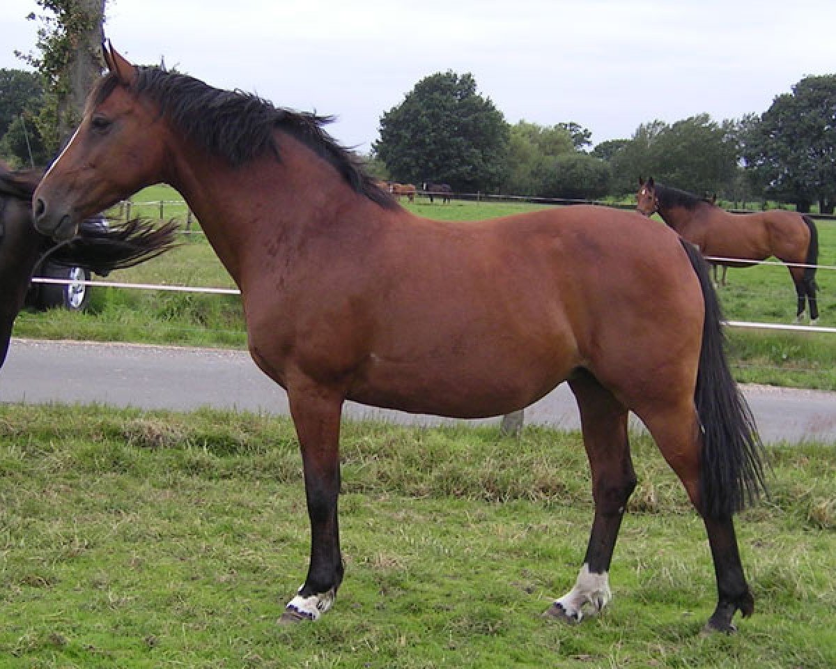 broodmare Daphne Z (Zangersheide riding horse, 1996, from Darco)