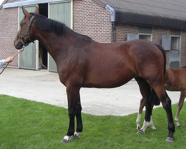 broodmare Delphine van Overis Z (Zangersheide riding horse, 2004, from Diamant de Semilly)
