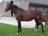 broodmare Delphine van Overis Z (Zangersheide riding horse, 2004, from Diamant de Semilly)