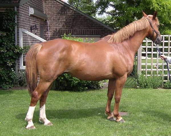 Zuchtstute Reonika (Niederländisches Warmblut, 1998, von Sable Rose)