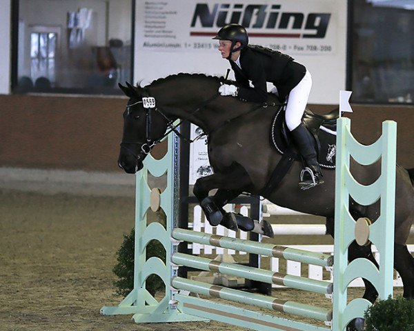 jumper Raver (Polish Warmblood, 2008)