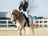 dressage horse Amadeus 956 (Haflinger, 2005, from Altan)