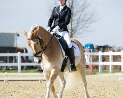 dressage horse Amadeus 956 (Haflinger, 2005, from Altan)