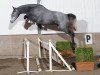 broodmare Marlies van Overis Z (Zangersheide riding horse, 2007, from Mr Blue)