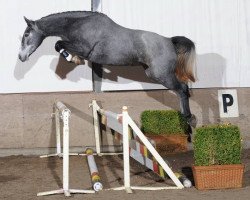 broodmare Marlies van Overis Z (Zangersheide riding horse, 2007, from Mr Blue)