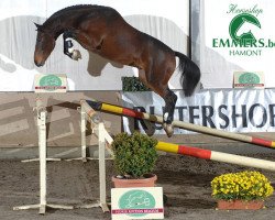 stallion Armani V Overis Z (Zangersheide riding horse, 2005, from Air Jordan Z)