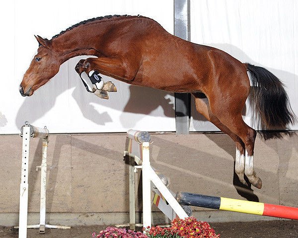 jumper Meinjob Tess van Overis Z (Zangersheide riding horse, 2006, from Dollar de la Pierre)