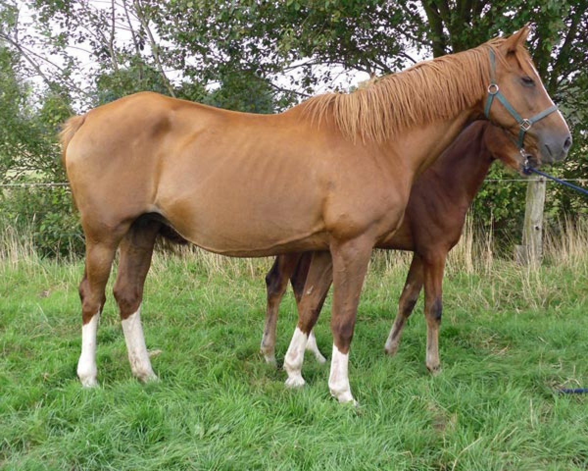 broodmare K.Anuberth 48 (KWPN (Royal Dutch Sporthorse), 1992, from Nimmerdor)
