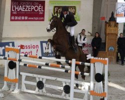 jumper Roi de La Roque (Belgium Sporthorse, 2001, from Kannan)