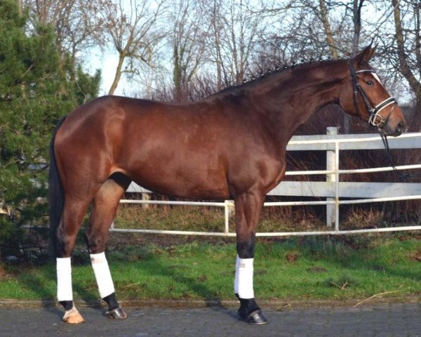 horse wolII (Hanoverian, 2011, from Wolkenstein II)