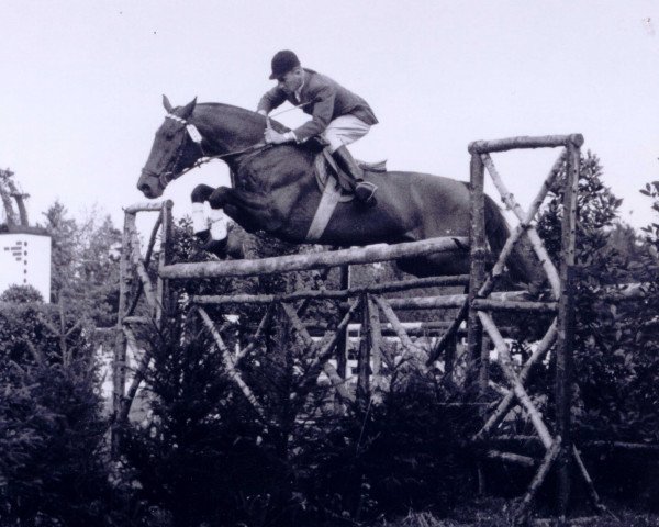stallion Astor (Holsteiner, 1942, from Lorbeerblatt)