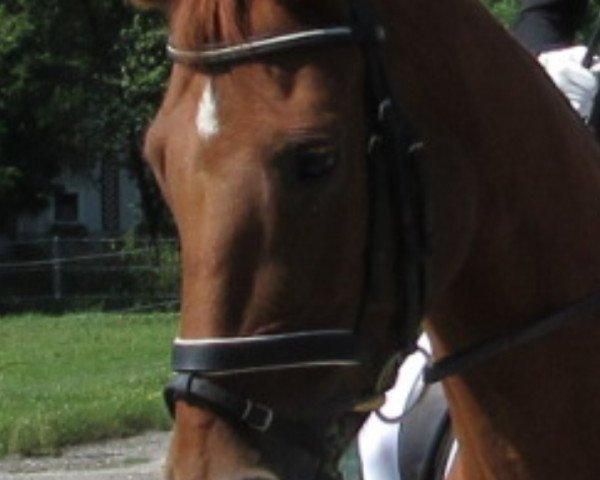 Pferd Amee (Bayer, 1996, von La Rochelle G)