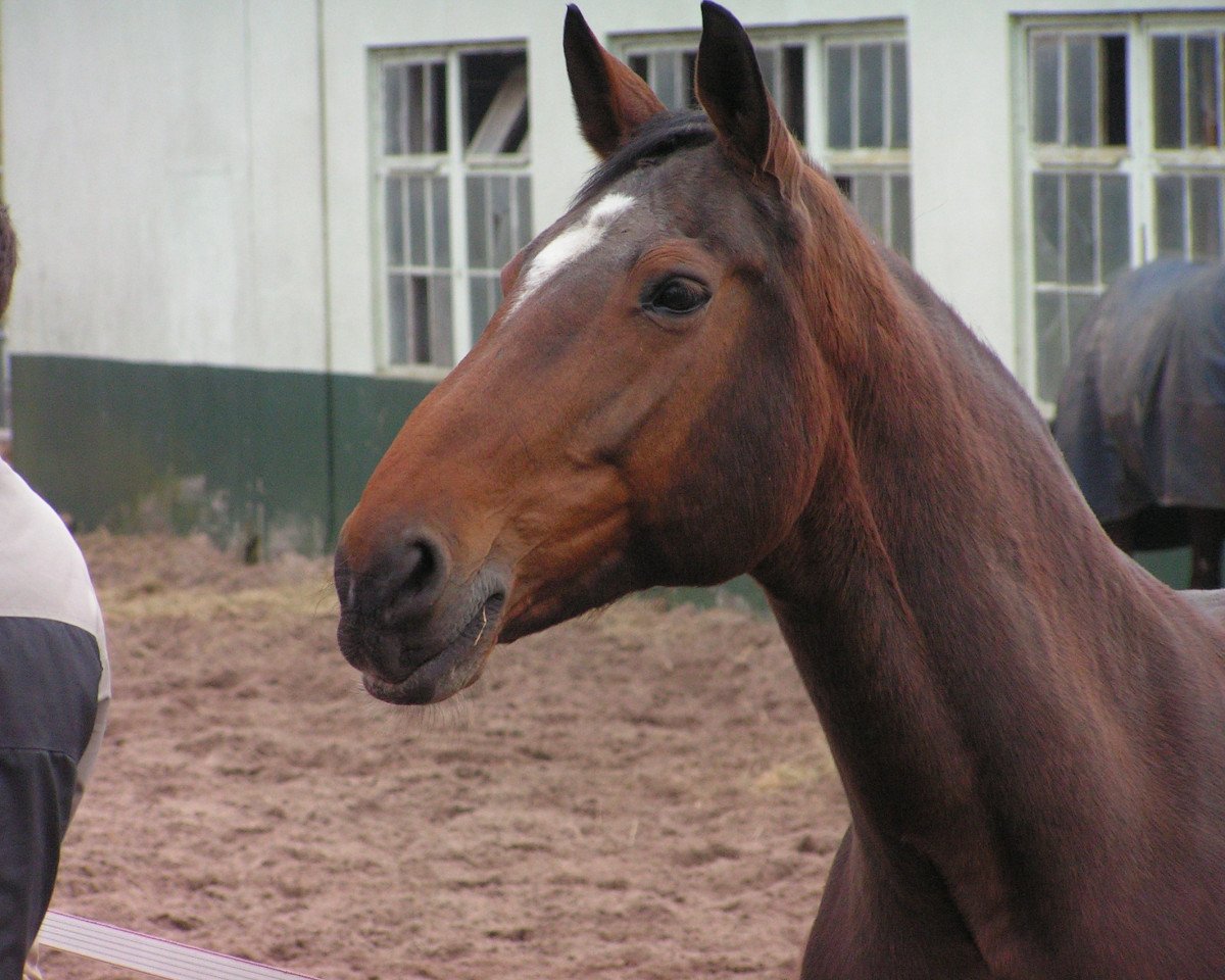 broodmare Ramanda (Rhinelander, 1987, from Ramino)