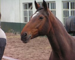 broodmare Ramanda (Rhinelander, 1987, from Ramino)