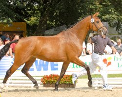 broodmare Ritschina Ratschione (Oldenburg, 2003, from Lovis Corinth)