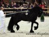 stallion Abe 346 (Friese, 1992, from Jillis 301)