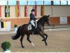 dressage horse Don Claudio (Oldenburg, 2003, from Don Larino 171 FIN)