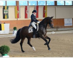 dressage horse Don Claudio (Oldenburg, 2003, from Don Larino 171 FIN)