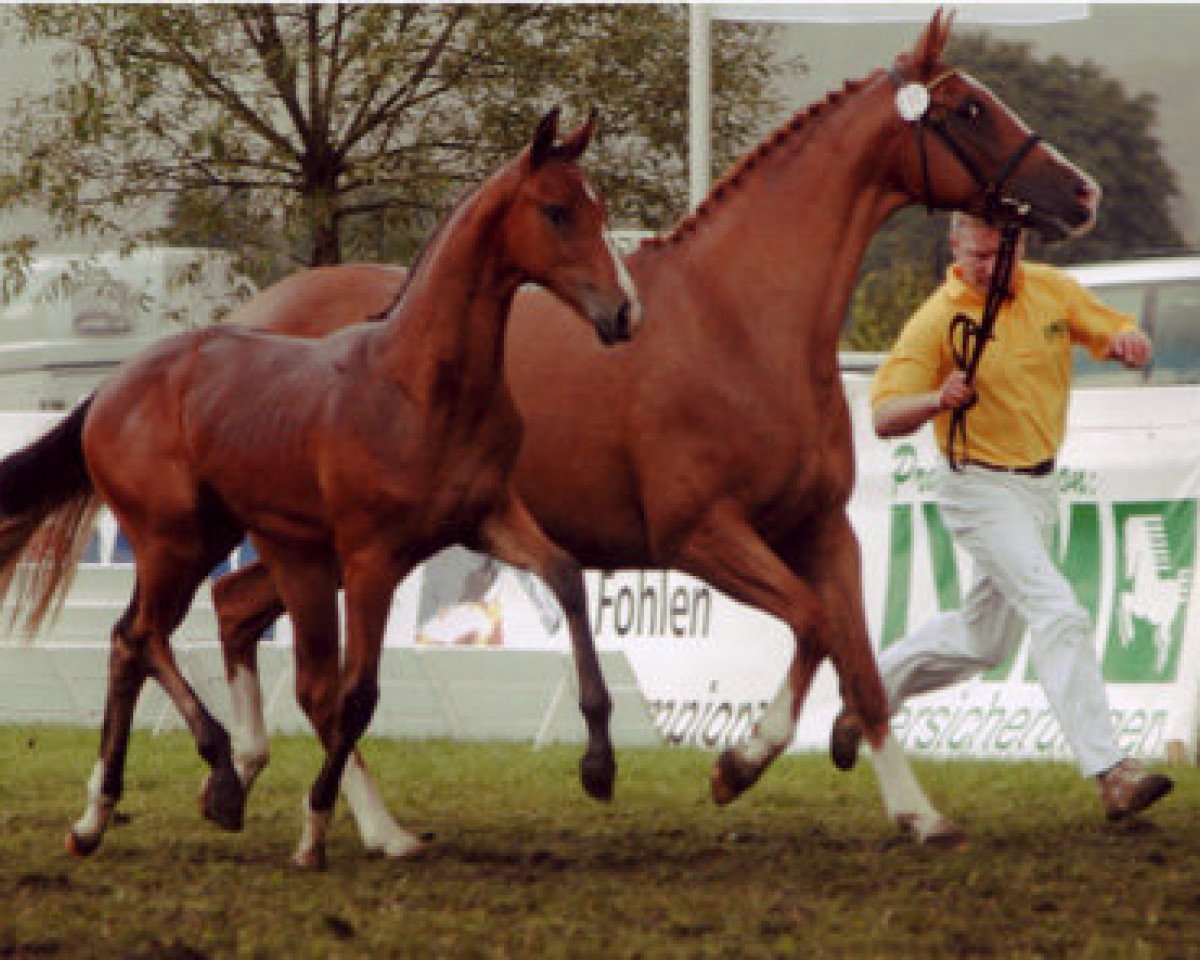 Zuchtstute Salome 306 (Oldenburger, 2005, von Sandro Hit)