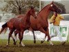 broodmare Salome 306 (Oldenburg, 2005, from Sandro Hit)