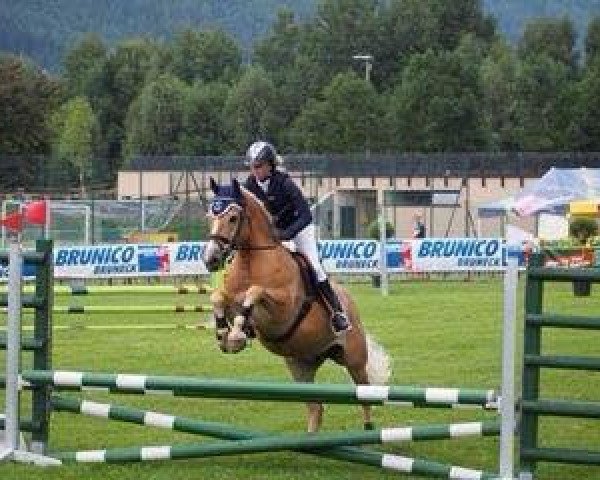 Pferd Silberstern G (Haflinger, 2003, von Silbernacht)