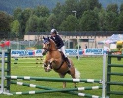 horse Silberstern G (Haflinger, 2003, from Silbernacht)