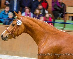 broodmare Davina S (German Riding Pony, 2010, from Nijdam's Oscar)