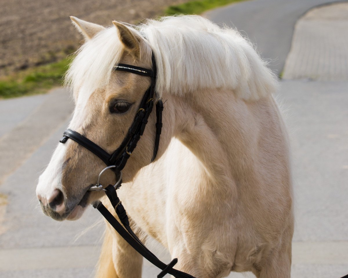 Zuchtstute Toffee (Deutsches Reitpony, 2009, von The Braes My Mobility)