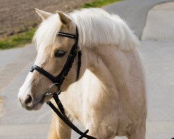 broodmare Toffee (German Riding Pony, 2009, from The Braes My Mobility)