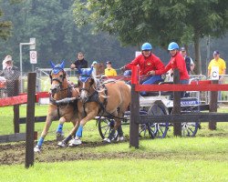 horse Arco-C (Haflinger, 1999, from Adonis U)